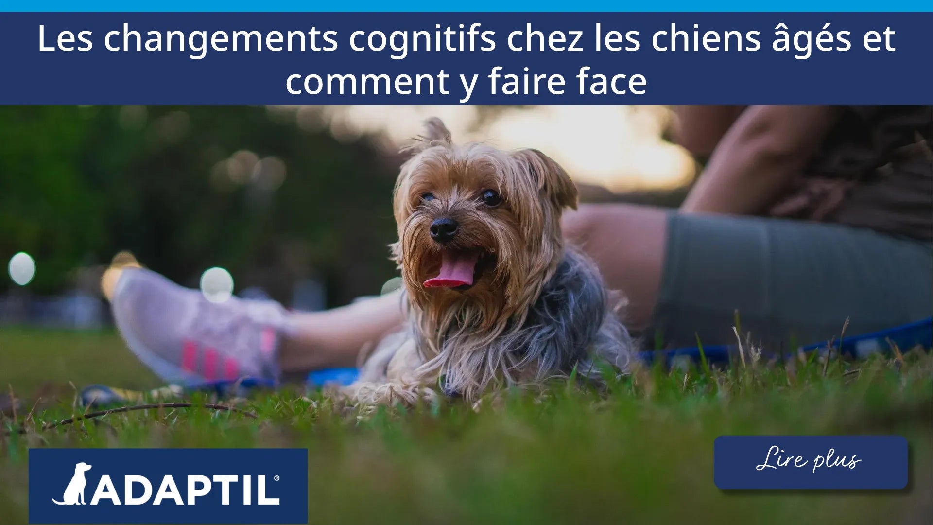 Les changements cognitifs chez les chiens âgés et comment y faire face