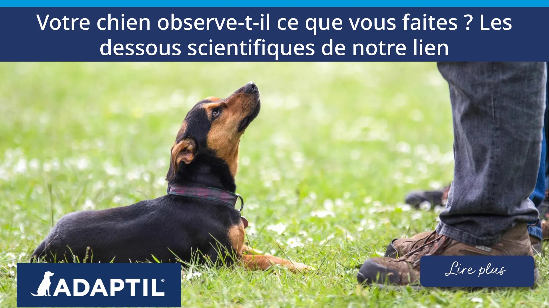 Un petit chien est allongé dans l'herbe et regarde son maître.