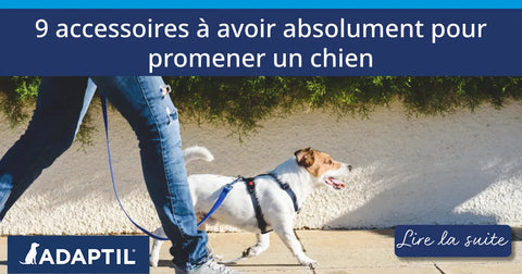9 accessoires à avoir absolument pour promener un chien