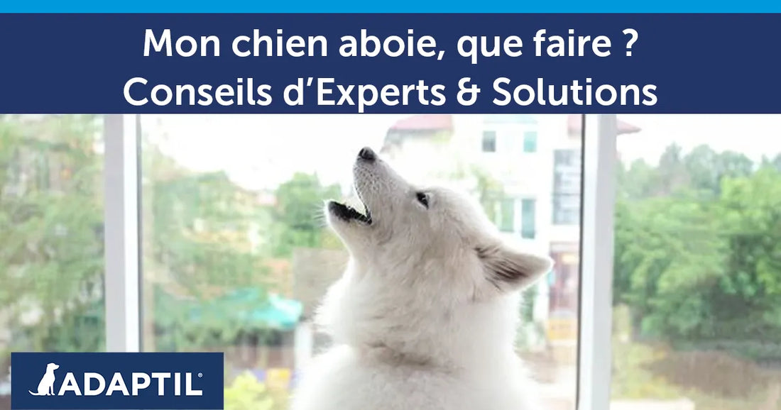 Mon chien aboie, que faire ? Découvrez nos solutions