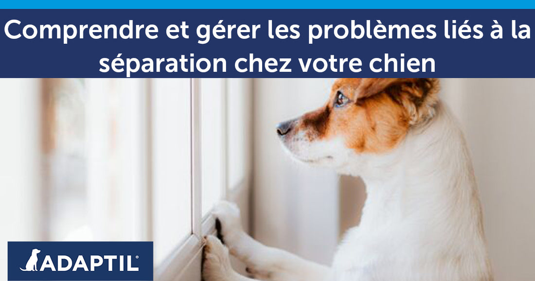 Comprendre et gérer les problèmes liés à la séparation chez votre chien