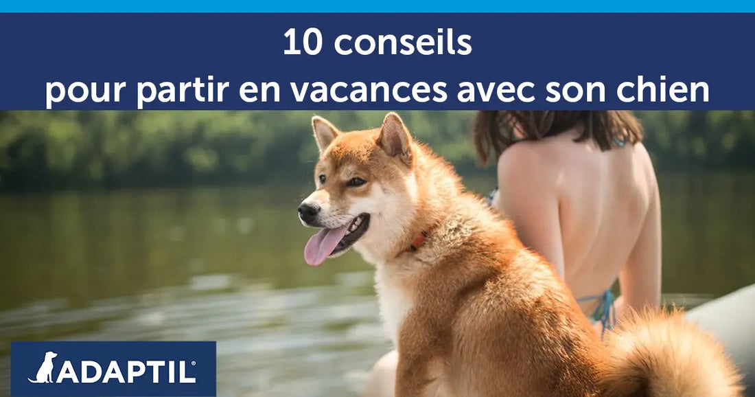 10 conseils pour partir en vacances avec son chien