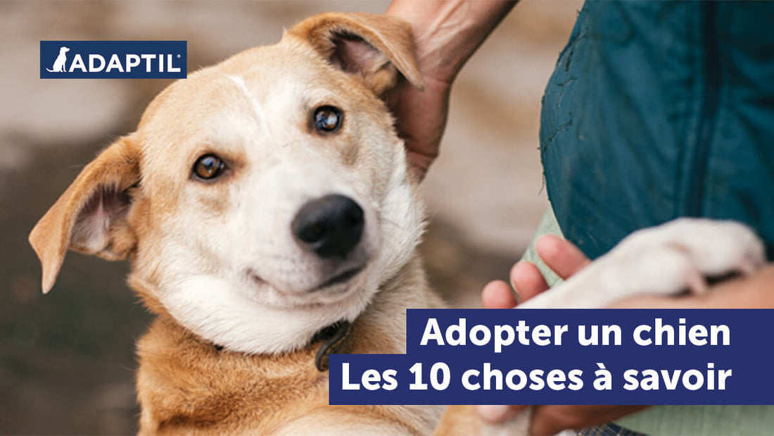 Comment adopter un chien : 10 choses à savoir ! 