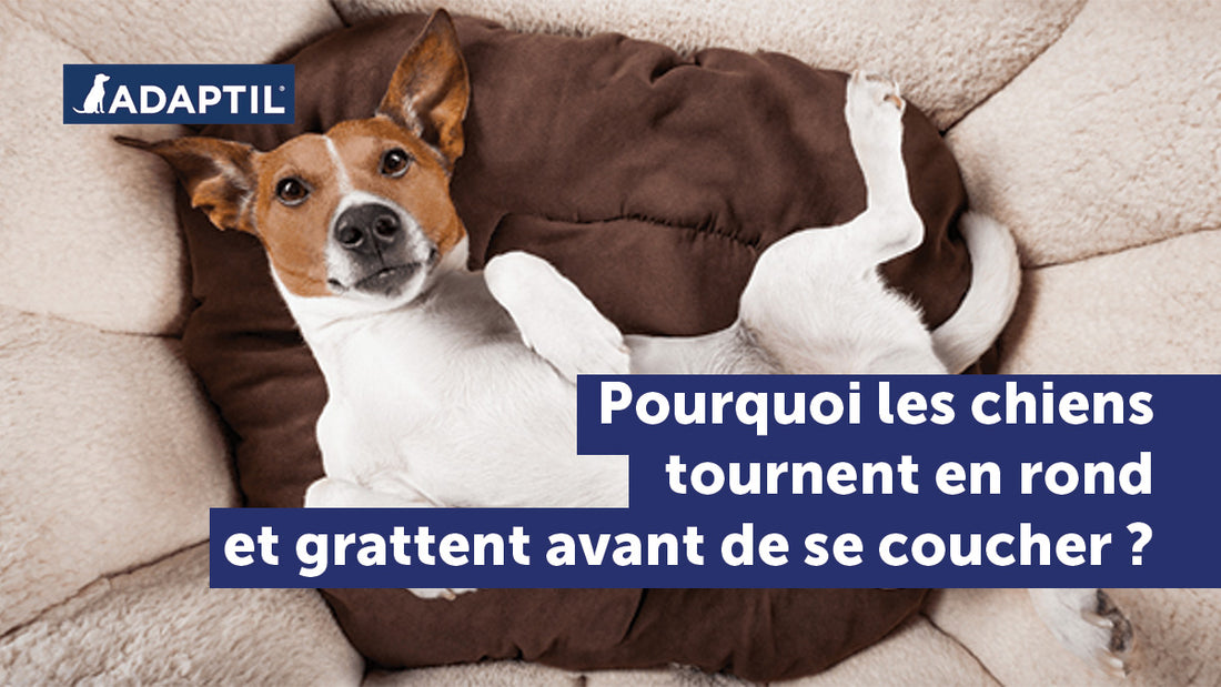 Pourquoi les chiens tournent en rond et grattent avant de dormir ? 