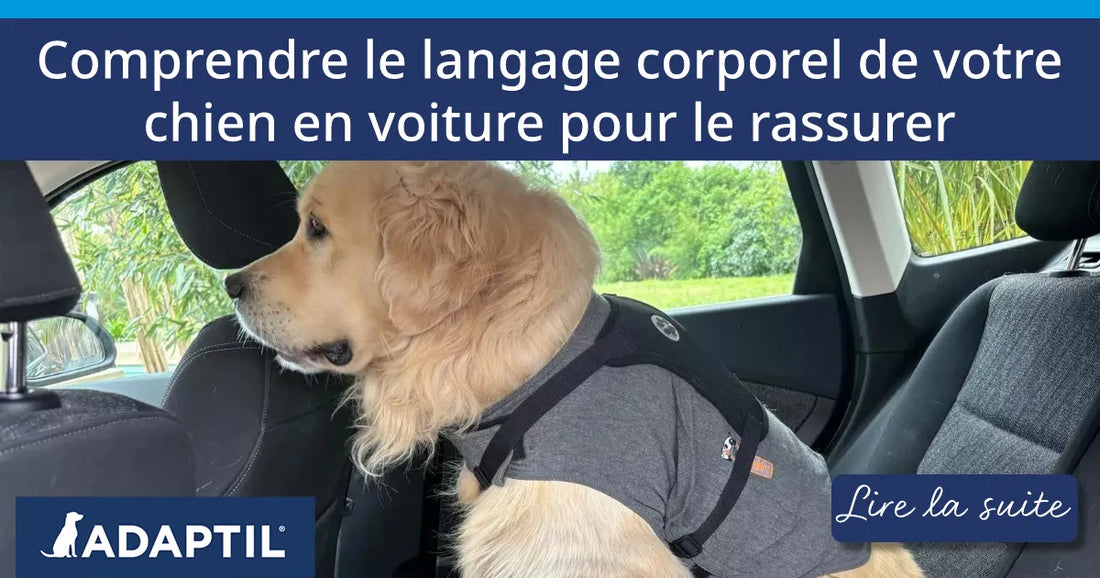 Comprendre le langage corporel de votre chien en voiture pour le rassurer