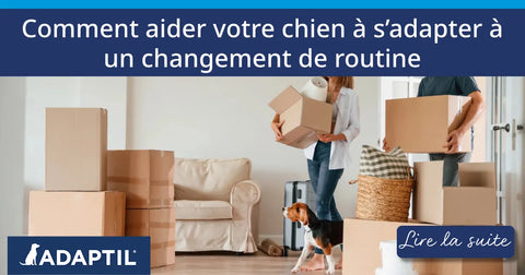 Comment aider votre chien à s’adapter à un changement dans sa routine