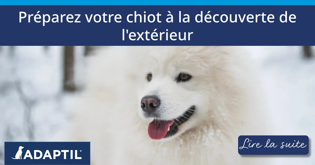 Préparez votre chiot à la découverte du vaste monde