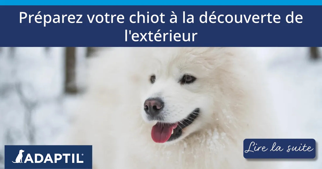 Préparez votre chiot à la découverte du vaste monde
