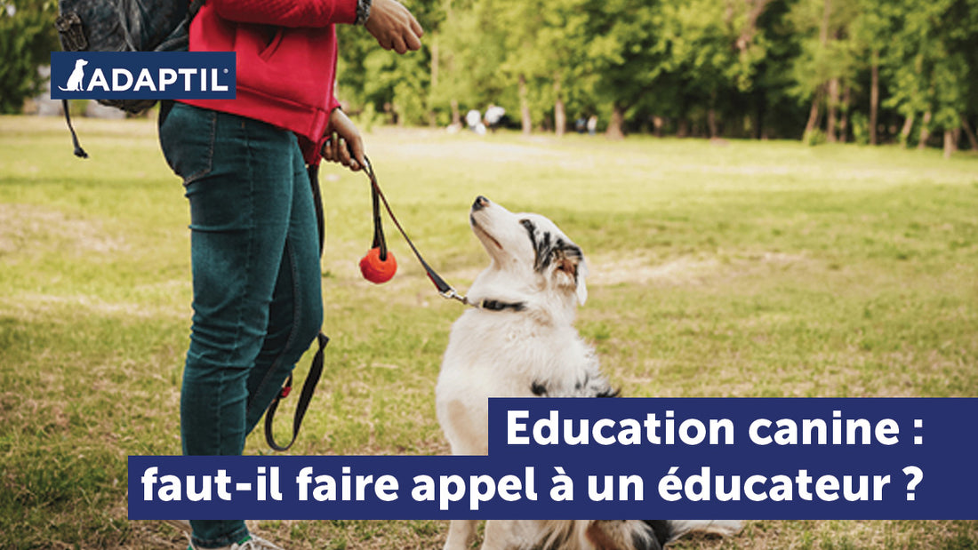 Education canine : dois-je faire appel à un éducateur canin ?