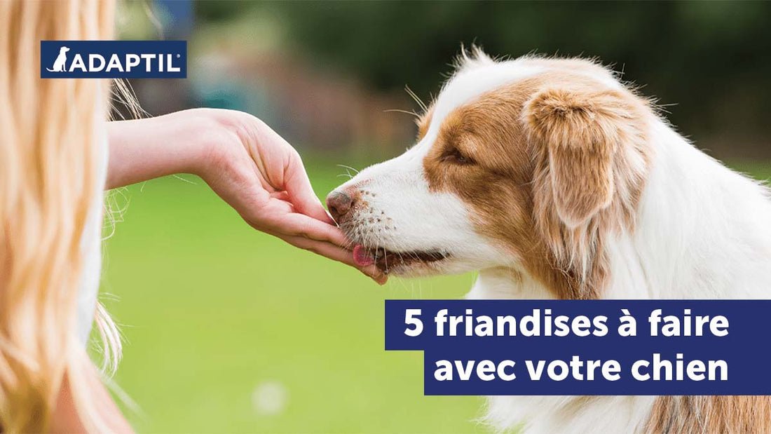 5 friandises pour chien à préparer pour fêter Pâques