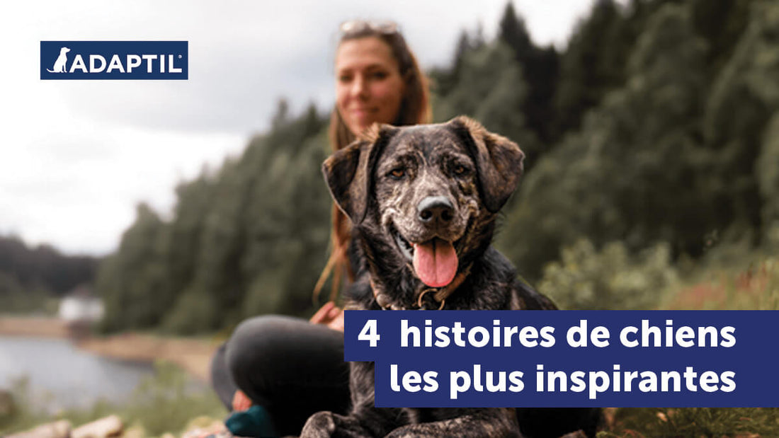 Les 4 histoires de chiens les plus inspirantes