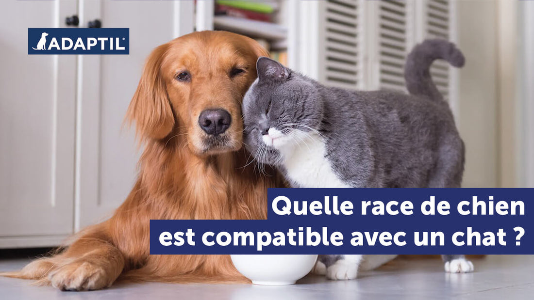 Quelle race de chien compatible avec les chats ? – ADAPTIL & THUNDERSHIRT