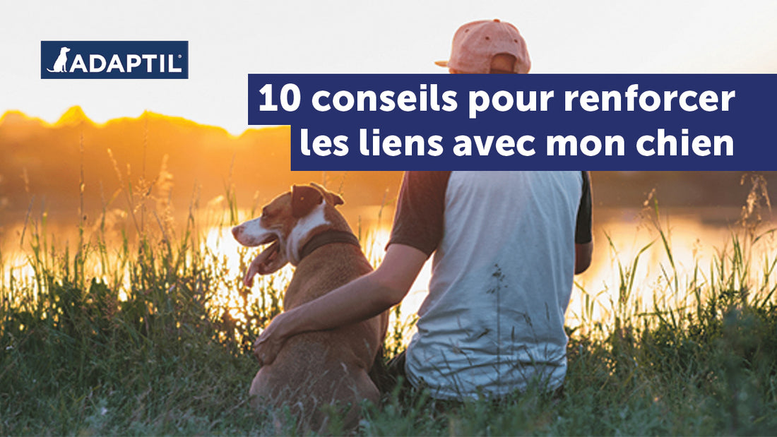 10 Conseils pour renforcer les liens avec mon chien