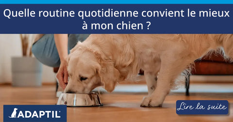 Quelle routine quotidienne convient le mieux à mon chien ?