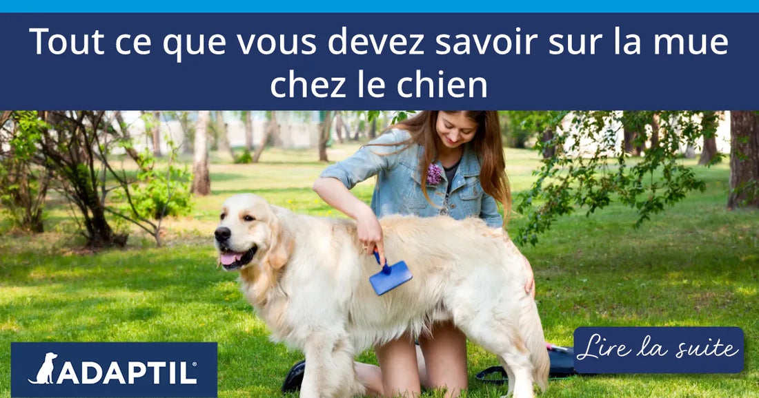 Tout ce que vous devez savoir sur la mue chez le chien