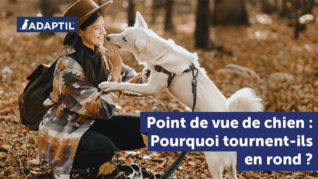 Point de vue de chien : pourquoi mon chien tourne en rond ?