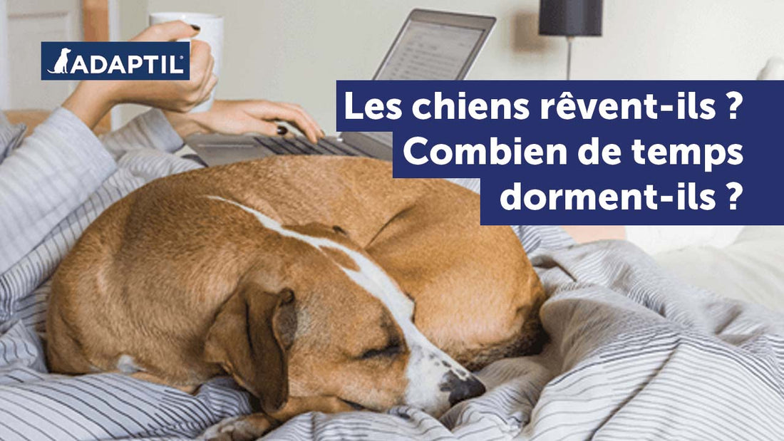 Est-ce que les chiens rêvent ? Et combien de temps dorment-ils ?