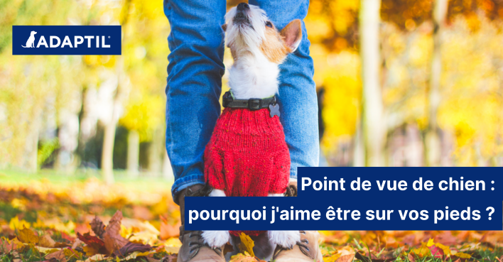 Point de vue de chien : mon chien se couche sur mes pieds, pourquoi