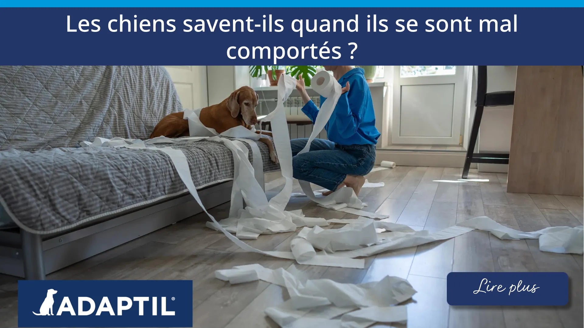 Un chien assis sur un canapé, la tête baissée, tandis qu'une personne ramasse des morceaux de papier toilette éparpillés autour de lui. 