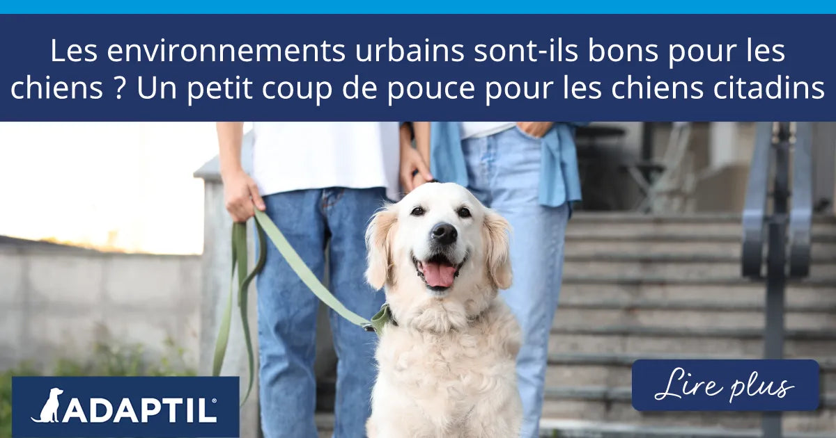Un golden retriever de couleur claire assis sur le trottoir, devant un immeuble, tenu en laisse par ses propriétaires.