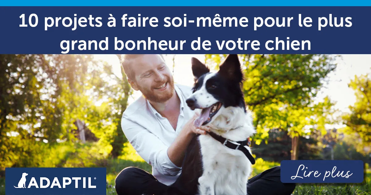 10 projets à faire soi-même pour le plus grand bonheur de votre chien