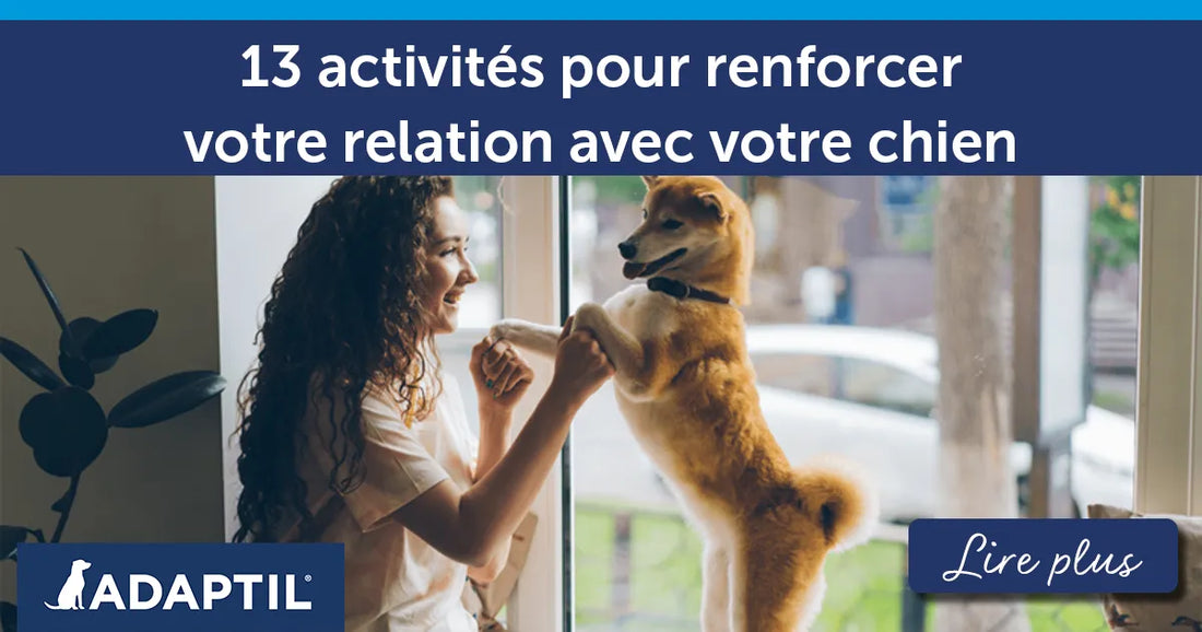 13 activités amusantes pour renforcer votre relation avec votre chien