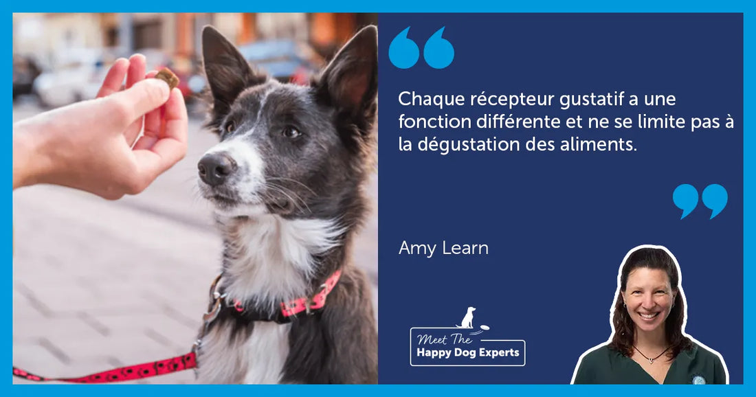 Le sens du goût chez le chien et sa façon de l’appréhender