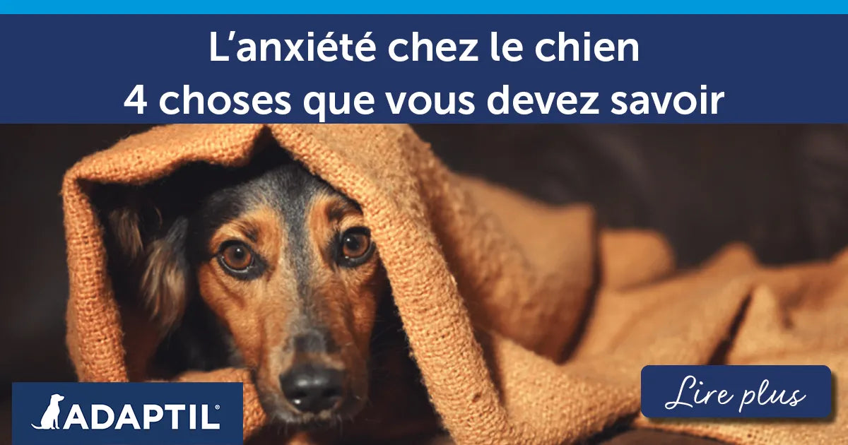 L’anxiété chez le chien - 4 choses que tout maître devrait savoir