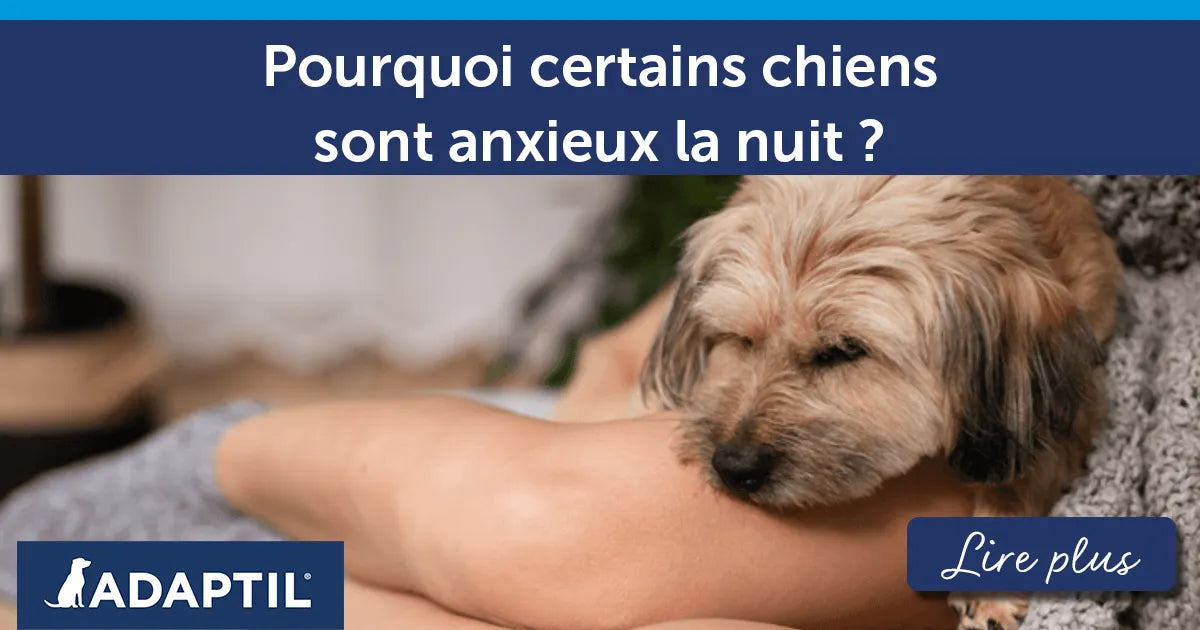 Point de vue de chien : pourquoi sommes-nous parfois anxieux la nuit ?