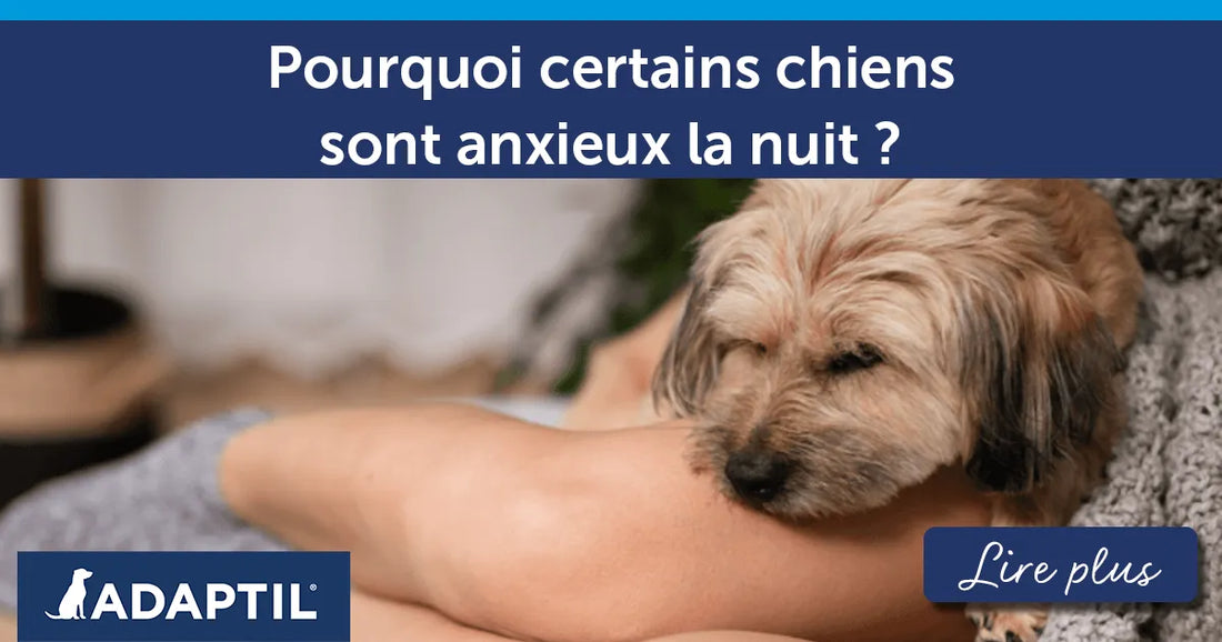 Point de vue de chien : pourquoi sommes-nous parfois anxieux la nuit ?