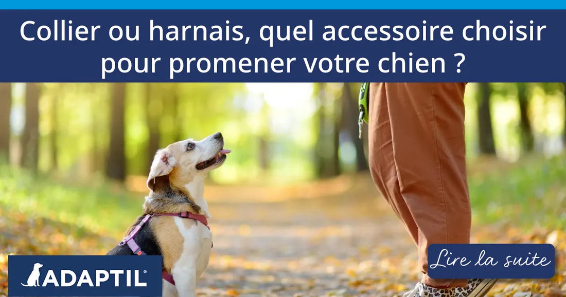 Collier ou harnais, quel accessoire choisir pour promener votre chien ?