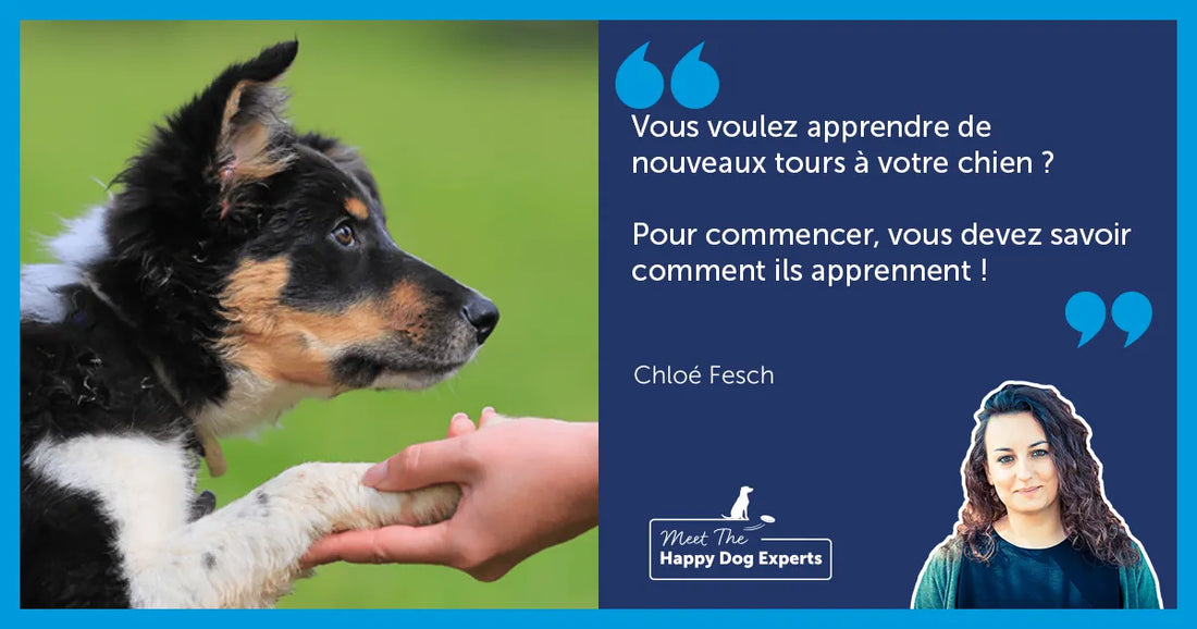 Comprendre le mode d’apprentissage des chiens