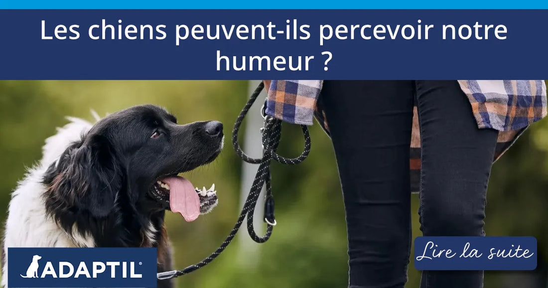 Les chiens peuvent-ils percevoir notre humeur, et pouvons-nous nous soutenir mutuellement ?