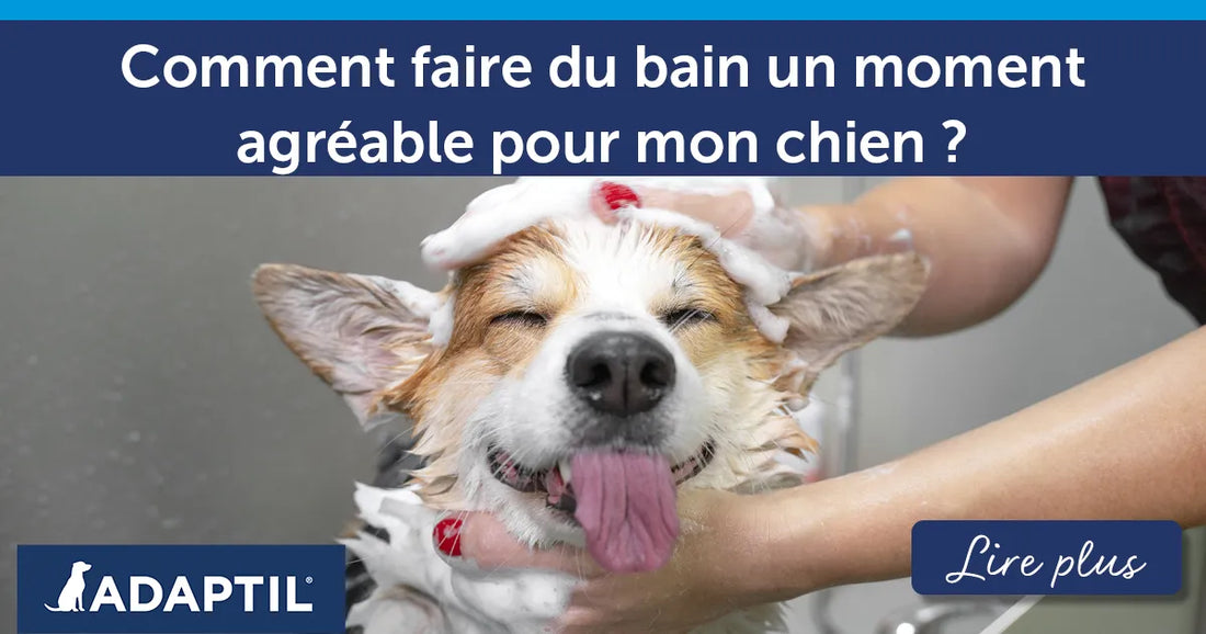 Comment faire du bain un moment agréable pour mon chien ?