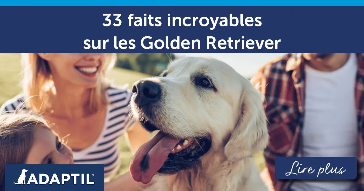 33 faits incroyables sur les Golden Retriever