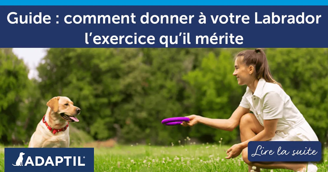 Guide : comment donner à votre Labrador l’exercice qu’il mérite