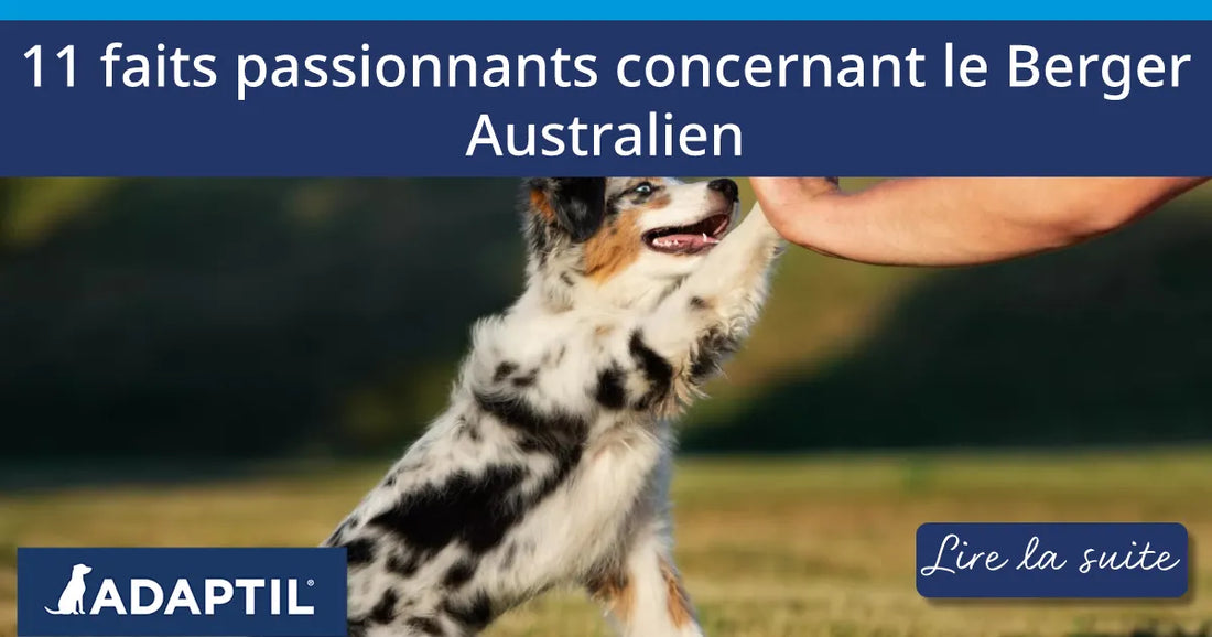 11 faits passionnants concernant le Berger Australien