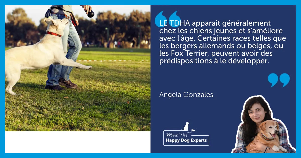 L’hyperactivité chez le chien : Un expert vous explique !