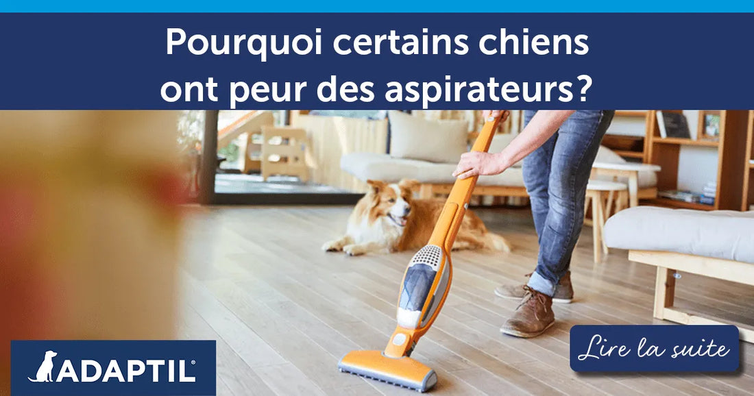 Pourquoi certains chiens ont peur des aspirateurs ?