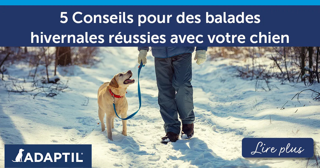 5 conseils pour des promenades hivernales réussies avec son chien