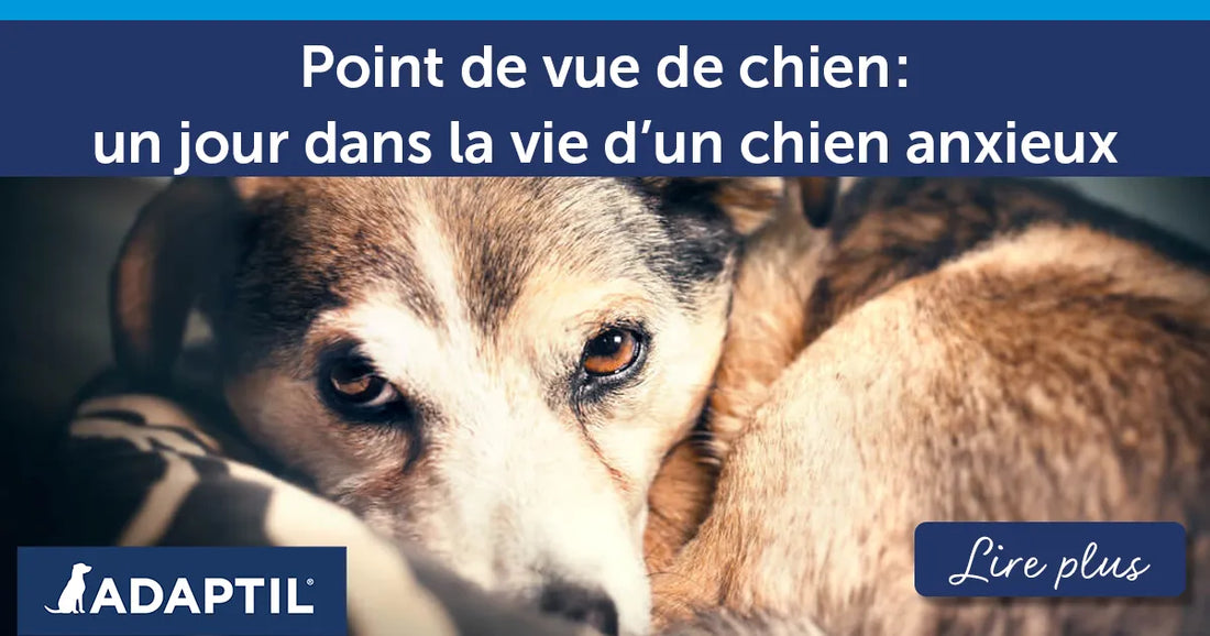 Point de vue de chien : un jour dans la vie d’un chien anxieux