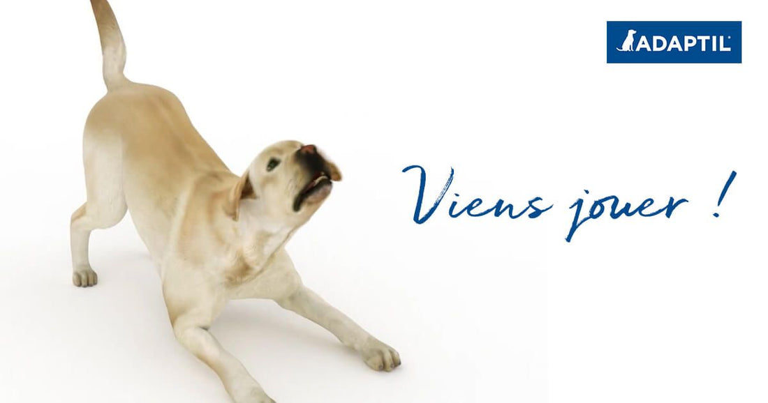 Comprendre Son Chien – Le Langage Corporel Du Chien