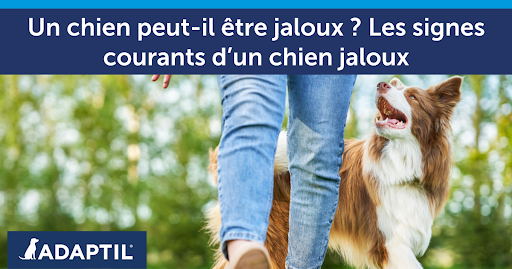 Border Collie marchant aux côtés d’une femme.