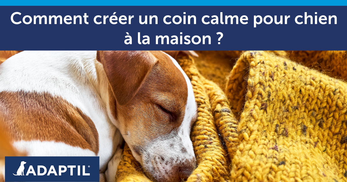 Jack Russell Terrier confortablement endormi, enroulé sur une couverture jaune.