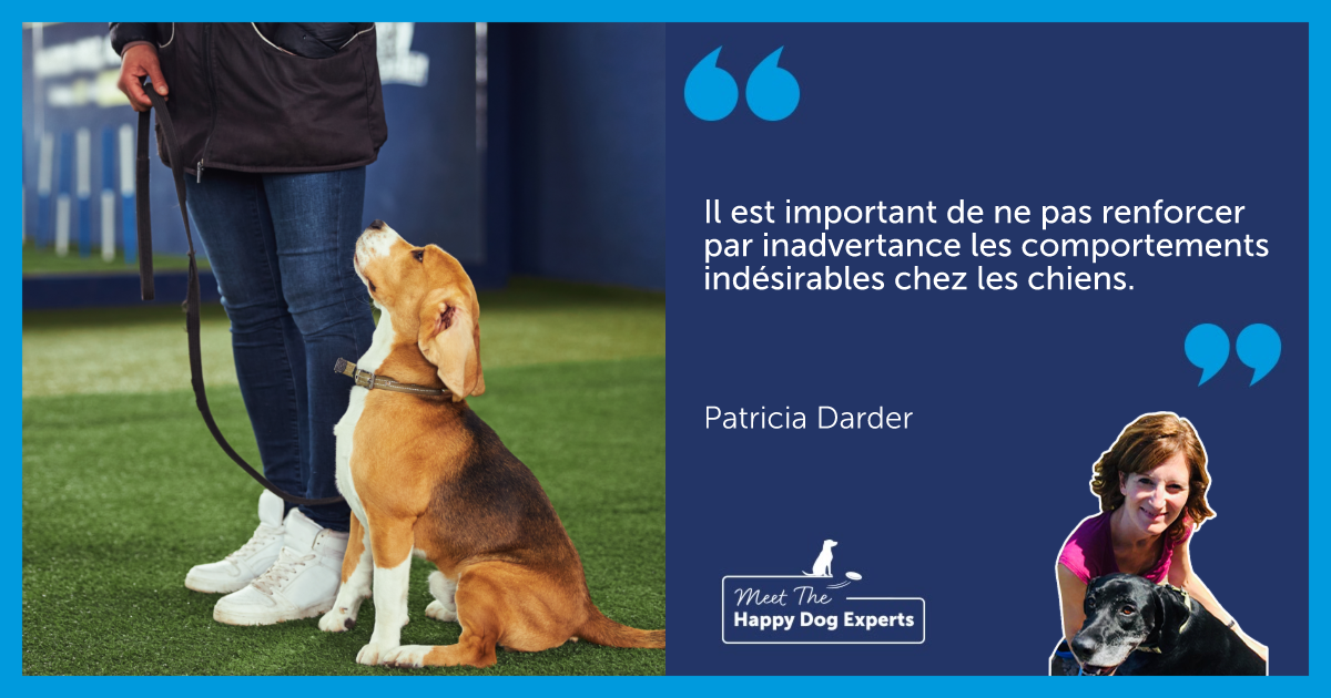 Jeune chien en cours d'éducation.