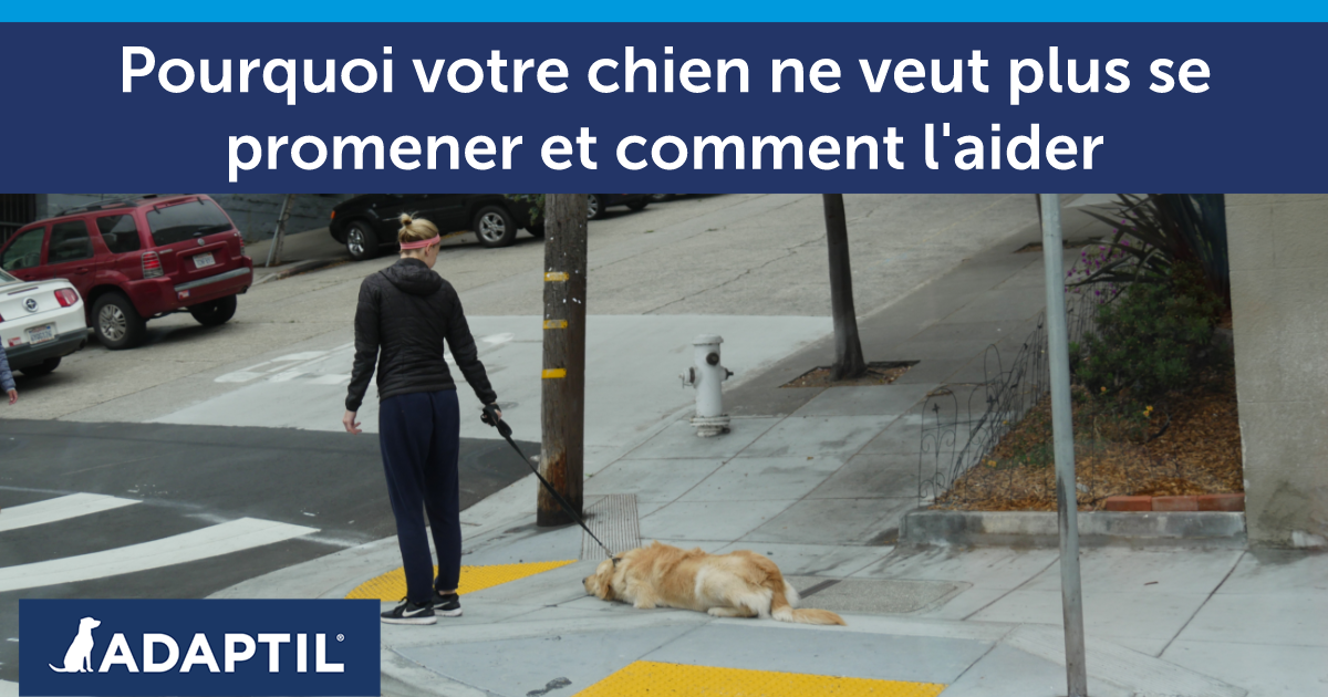 Humain essayant de promener un chien dans une rue résidentielle, le chien étant couché au sol.
