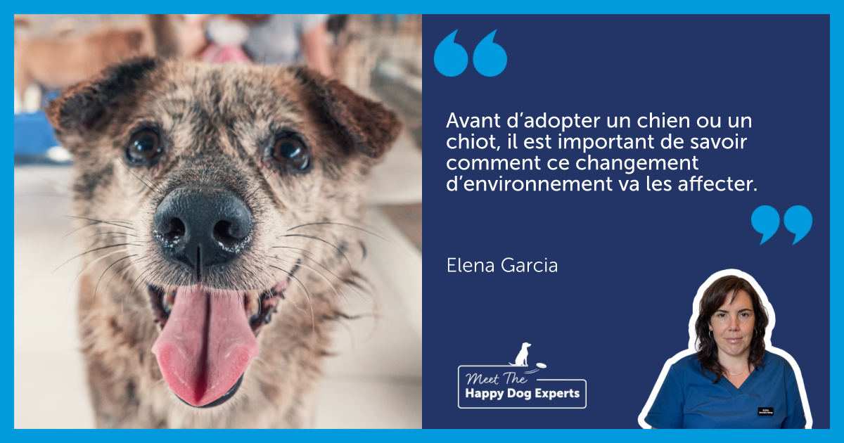 Chien de refuge regardant la caméra, langue sortie.