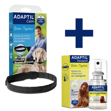 Routine Relaxation Transport - Grands chiens